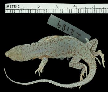 Media type: image;   Herpetology R-22189 Aspect: dorsal